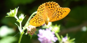 webdesign-bolinger-divider-image-kaisermantel